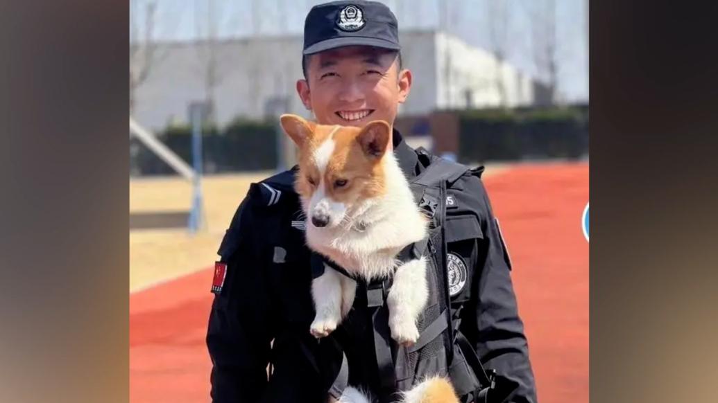 全国首只柯基警犬“福仔”走红游客围观拍照，网友：一只警犬带火一座城