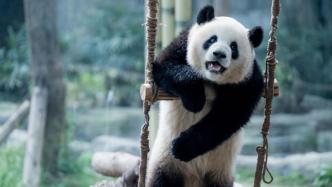 上春山丨看看山上的大熊猫过得如何？