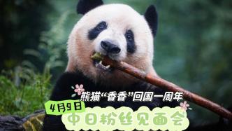 熊猫“香香”回国一周年，中日粉丝见面会来了