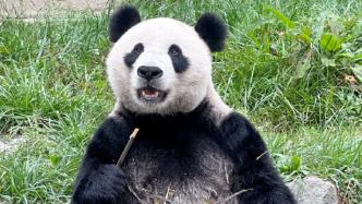 保护中心回应大熊猫“华美”流鼻血：高血压引起，已得到有效控制