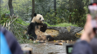 大熊猫“香香”回国一年多：从胆小敏感到坦然面对公众，有很大进步