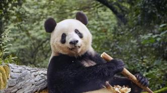 大龄熊猫“香香”处对象了吗？饲养员：目前还没进入繁殖计划