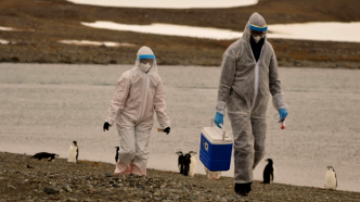 科学家：禽流感病毒正在南极洲大规模传播
