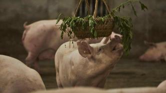 三大上市猪企3月生猪同比销量分化：温氏股份增逾26%，新希望降近10%