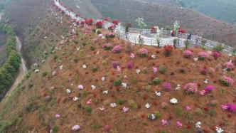 湖北崇阳万亩杜鹃花进入盛花期，姹紫嫣红铺满山野