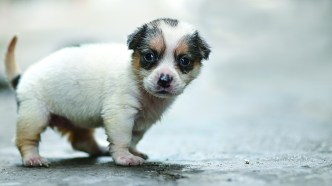 買來的寵物犬為何沒活過一周？“星期寵”售賣亂象調查