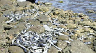 日本北海道港口现大量沙丁鱼尸体，市政府已回收1400公斤