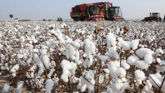 我国科学家最新研究：棉花可通过关键基因修复土壤镉污染