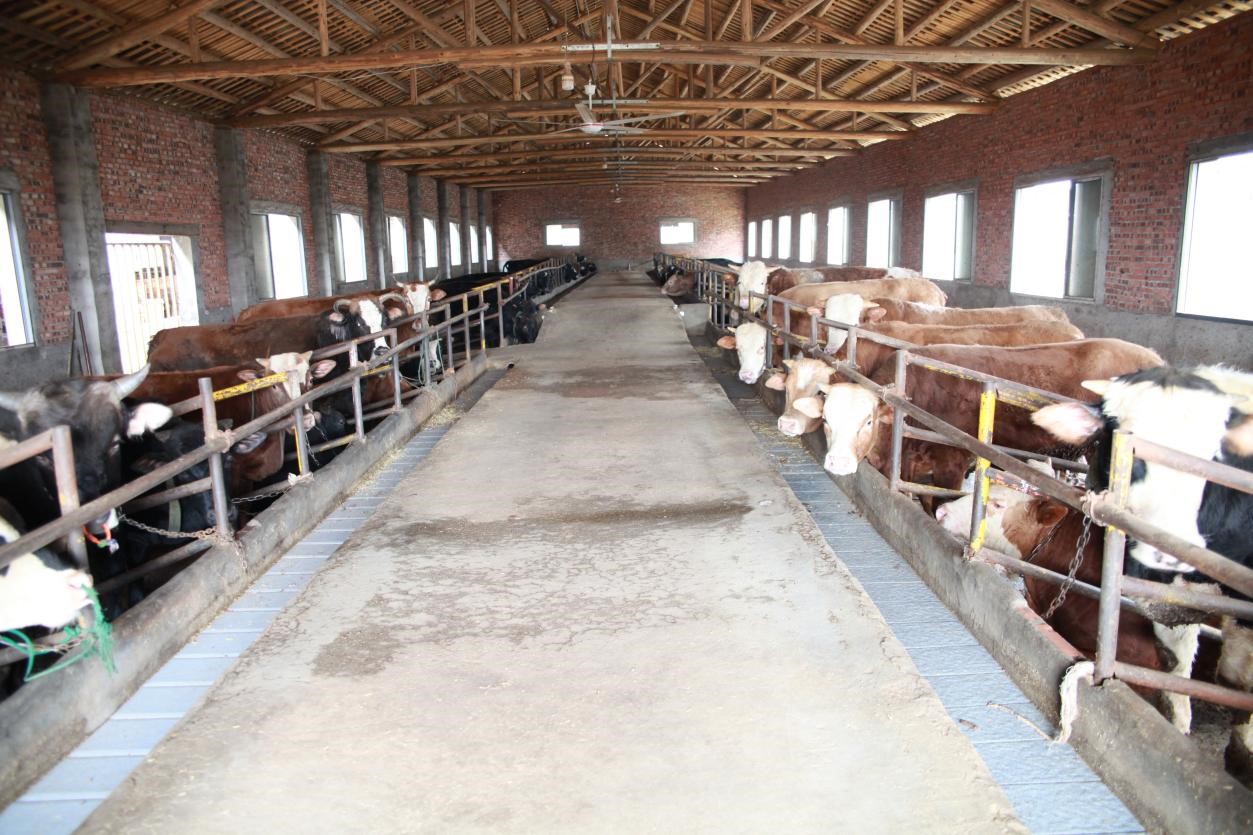 时打开了话匣子:"我们采取育肥牛舍饲养和母牛舍外自由运动相结合的养