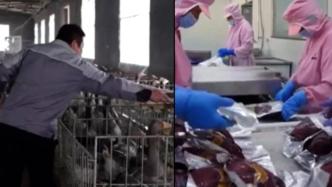中国六成鹅肝产自这个小城，有养殖户称一年创收百万