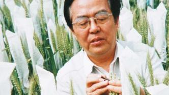 中国工程院院士程顺和逝世，致力小麦研究被誉为“南方麦王”