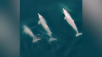 中华白海豚成群畅游雷州湾