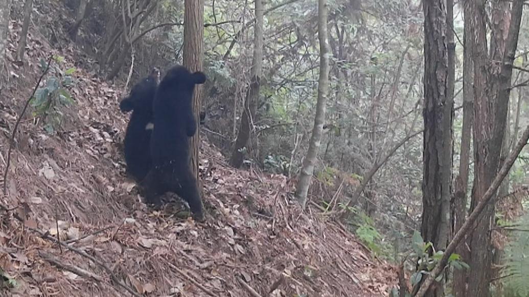 衢州再次发现黑熊在钱江源国家公园活动场景