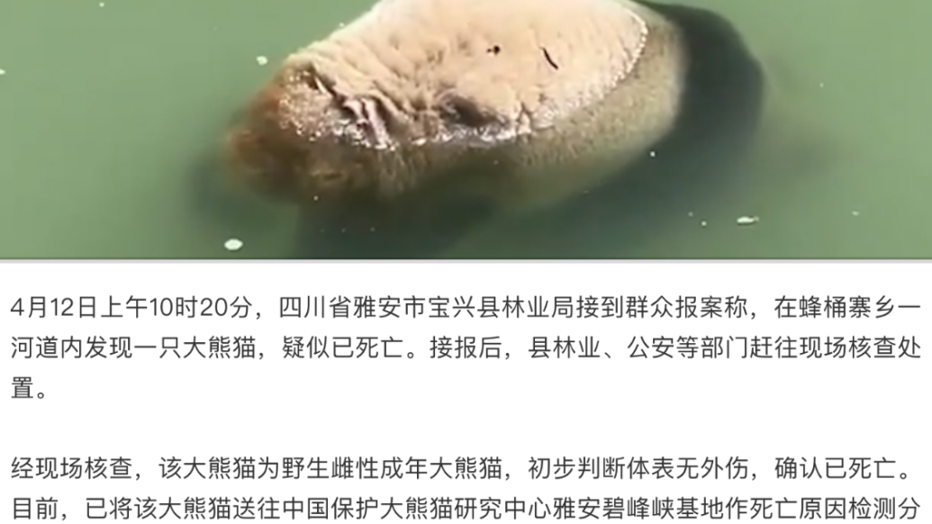 官方通报“河道发现大熊猫尸体”：野生雌性成年大熊猫，死因待检测分析