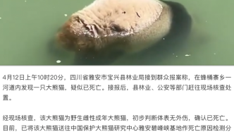 官方通报“河道发现大熊猫尸体”：野生雌性成年大熊猫，死因待检测分析