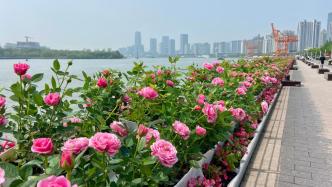 一场“全城花事”将在上海开幕，展示550余个月季品种