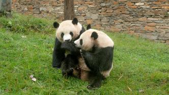 男子盗采竹笋并投进大熊猫室外运动场，被熊猫中心各基地终身禁入