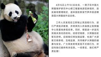 中国大熊猫保护研究中心：男子盗采园区新发竹笋投喂大熊猫，被终身禁入