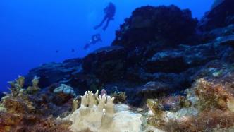 专业机构警告：全球珊瑚或正经历最严重白化期