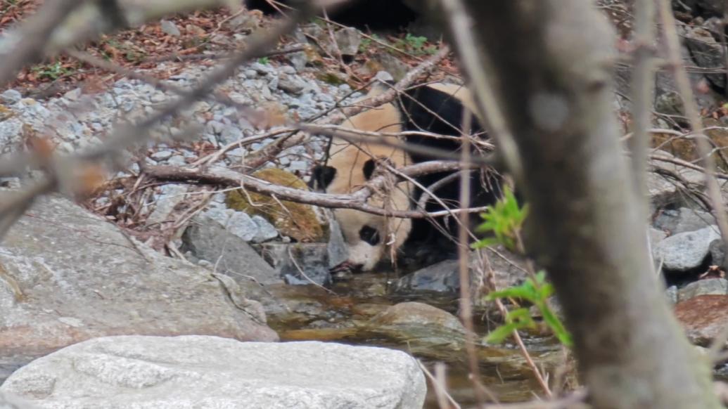 四川一只野生大熊猫下山喝水，巡护员偶遇后拍下同框照