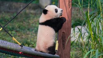 大熊猫“莽小五”被企业认养并推出联名产品？重庆市动物园辟谣