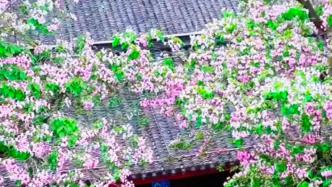 杭州2株537岁的“夫妻树”双双绽放