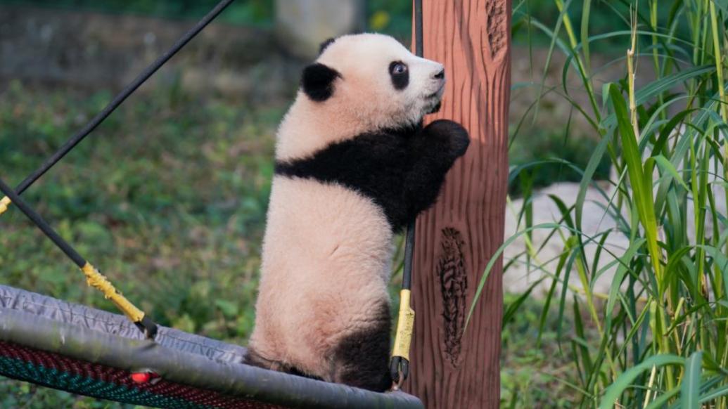 明辨丨大熊猫“莽小五”被企业认养？重庆市动物园：不实信息