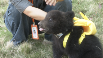 棕熊幼崽满百天，动物园开展征名活动