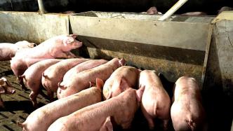 农业农村部：二季度生猪市场供需关系将进一步改善，生猪养殖或实现扭亏为盈