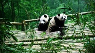 中美机构签署合作意向书：确保2025年实现一对大熊猫抵达旧金山