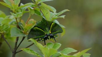 九连山保护区首次高清拍摄“蝶中皇后”金斑喙凤蝶