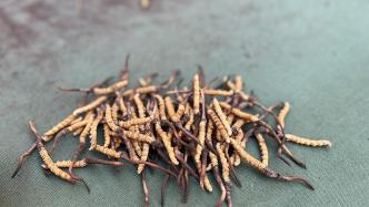 青海多地通告：人工繁育品冬虫夏草属外来入侵物种，禁止种植
