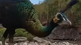 比大熊猫还珍稀的绿孔雀现身云南楚雄