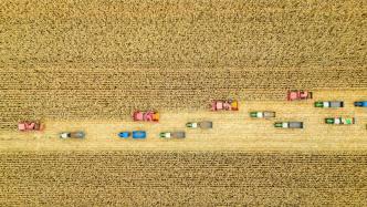 农业十年展望：预计2033年粮食产量将达到7.66亿吨，年均增长1.1%