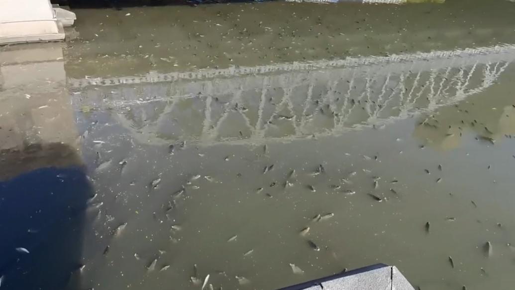 外白渡桥下出现死鱼？上海市水管处：污染问题已完成处置