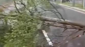 深圳公交司机暴雨中清理被吹倒树木