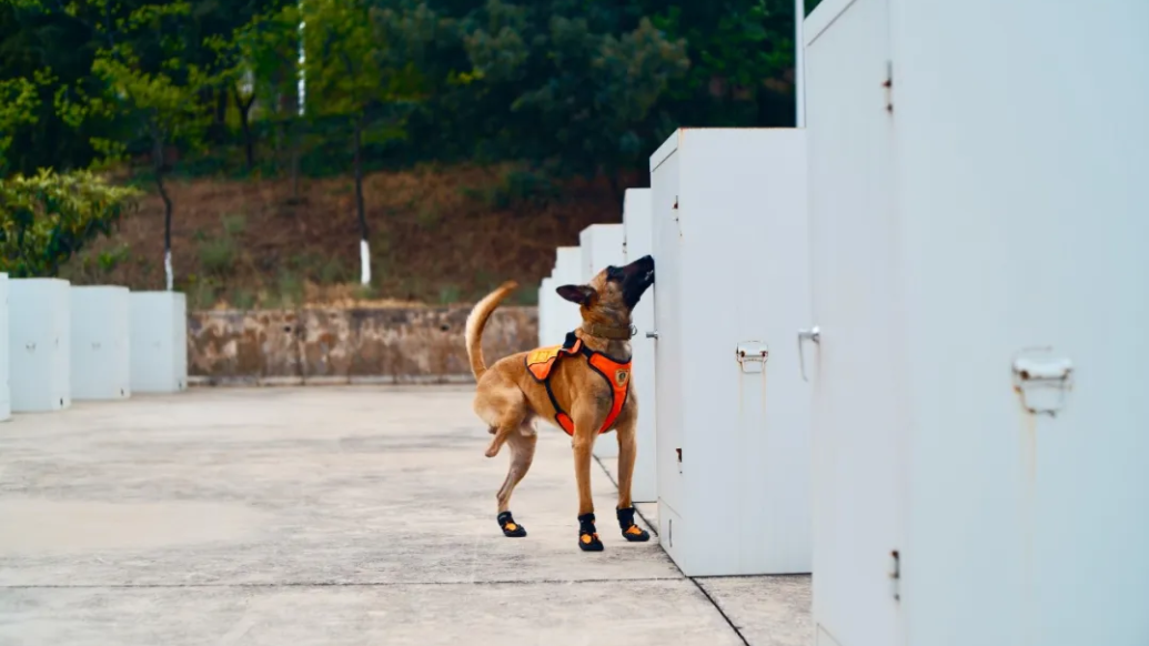 只有三条腿的搜救犬