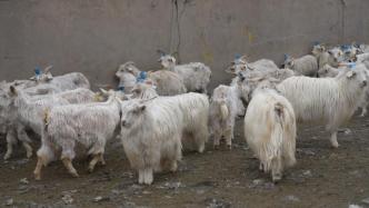 新疆牧民为山羊“脱衣”收获山羊绒