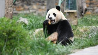 早安·世界｜旅外大熊猫回家后的惬意生活