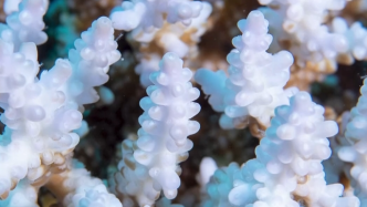 史上最严重！澳大利亚大堡礁遭遇大规模白化事件