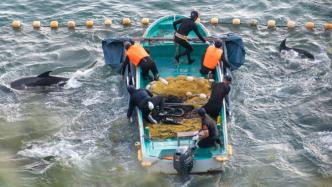 报告：圈养海豚娱乐业从日本“海豚湾”血腥猎捕中获利