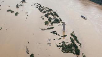 广东英德养蚕户60亩桑叶地被淹，亏损近十万