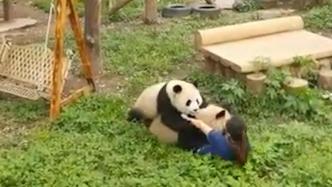 大熊猫扑倒保育员，动物园报平安：双方都未受伤害