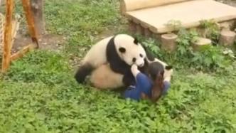 重庆动物园通报保育员被熊猫扑倒：保育员和两只熊猫均平安
