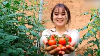 口感番茄新品种在山东育出打破垄断