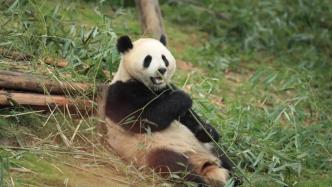 大熊猫“金喜”“茱萸”将于29日前往西班牙，开启旅居生活