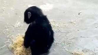 南京红山动物园回应推草小猩猩疑似抑郁