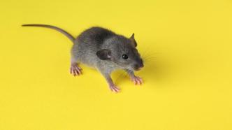 新研究：雄性小鼠饮食结构或影响后代健康