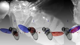 昆虫飞行有何奥秘？AI+机器人技术，揭开昆虫翅膀铰链之谜