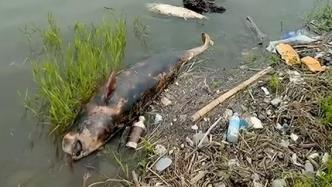 网友发视频称武汉长江边现死亡江豚，水生所：已找到尸体正鉴定
